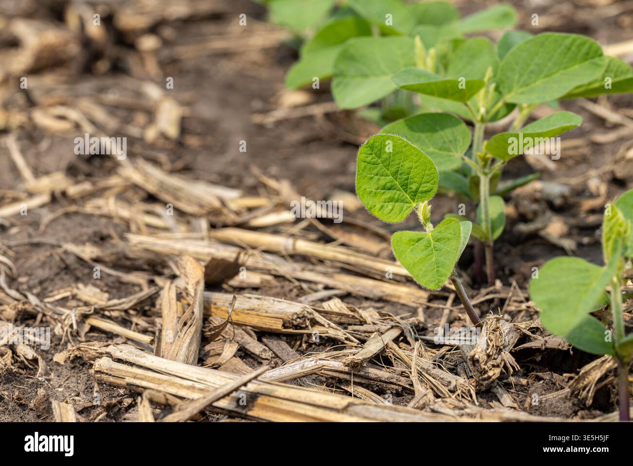 Soja poussant dans le champ après la plantation. Agriculture, culture du soja et stades de croissance concept. Banque D'Images