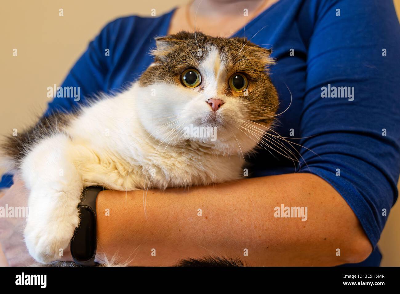 Chat aux oreilles pliées reposant dans les bras des propriétaires. Portrait en gros plan d'un chat à oreilles pliées aux yeux larges tenu à l'intérieur, montrant une fourrure douce, une posture calme et confortable Banque D'Images