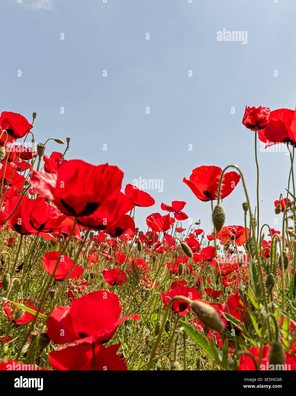 Une prise de vue spectaculaire en bas angle capturant un champ dense de fleurs de coquelicots rouges éclatantes qui fleurissent de manière vibrante sur un ciel bleu clair et Uni sous un soleil éclatant Banque D'Images