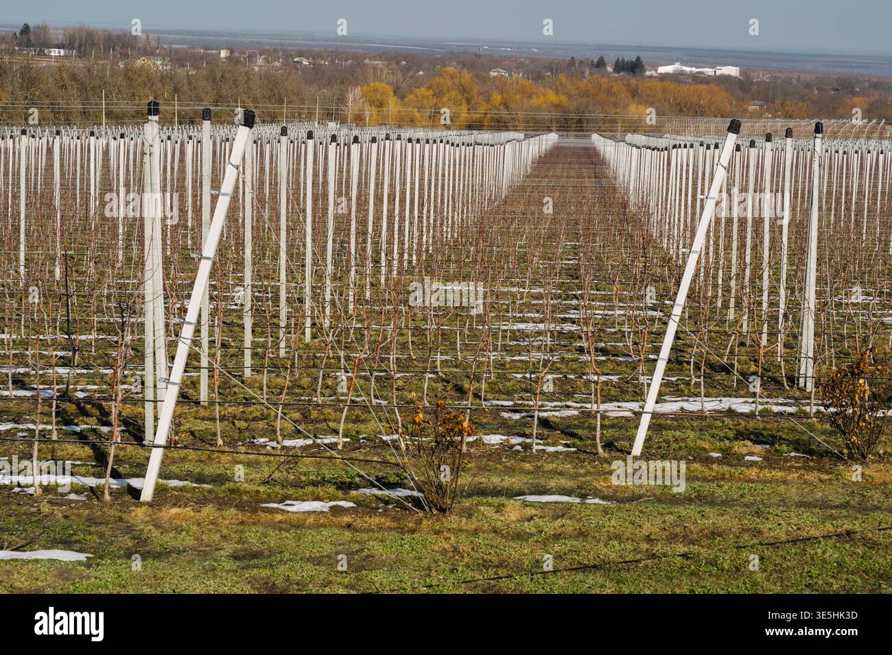 Détails de l'entretien récent du verger. Gros plan sur les structures de support et le rognage de Sapling Banque D'Images