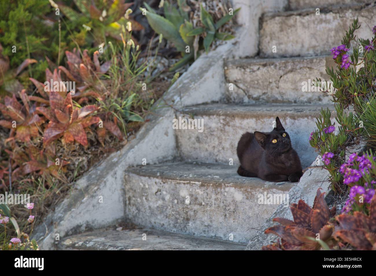 Black Cat se prélassant sur des marches en pierre altérée entouré de plantes côtières. Banque D'Images