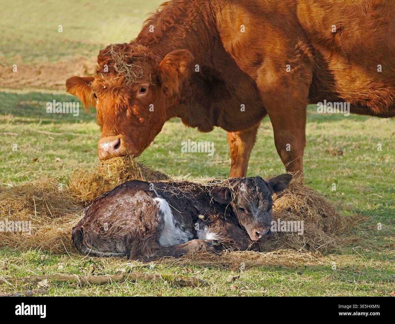 Vache et veau. Mère vache se tient au-dessus du veau nouveau-né couvert de paille dans le champ dans Cumbria Angleterre Royaume-Uni Banque D'Images