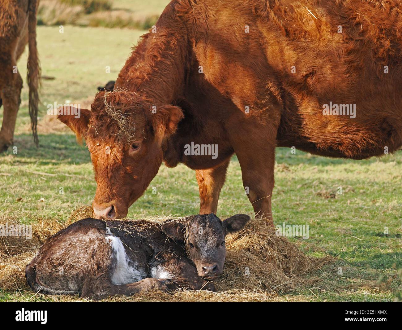 Vache et veau. Mère vache se tient au-dessus du veau nouveau-né couvert de paille dans le champ dans Cumbria Angleterre Royaume-Uni Banque D'Images