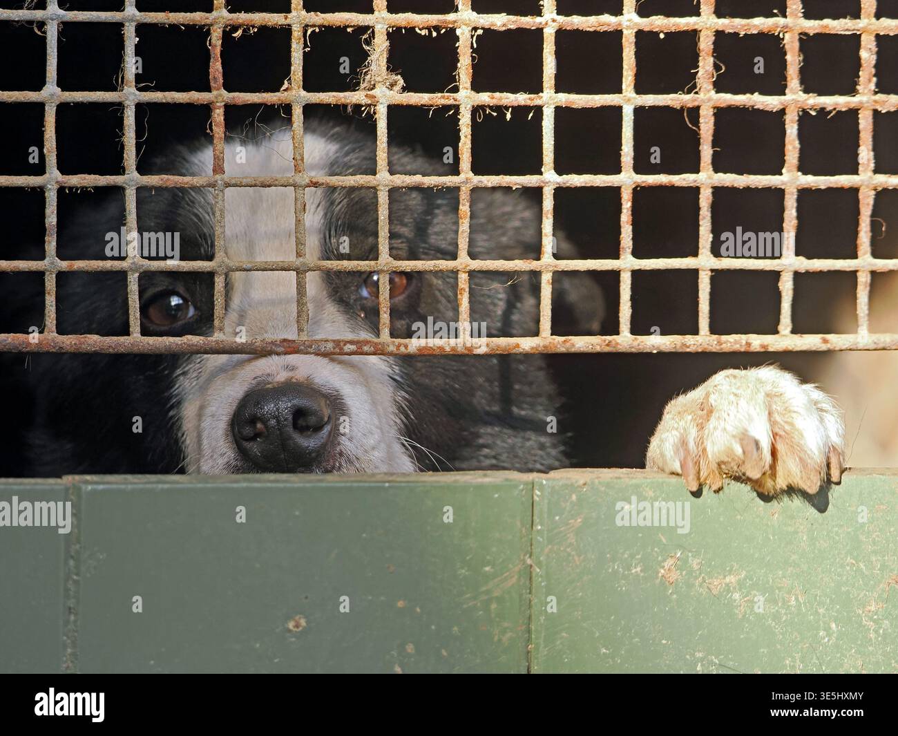 Chien de berger de ferme avec une expression amicale regarde avec des yeux brillants de chenil avec grille de fer rouillé à Cumbria, Angleterre, Royaume-Uni Banque D'Images