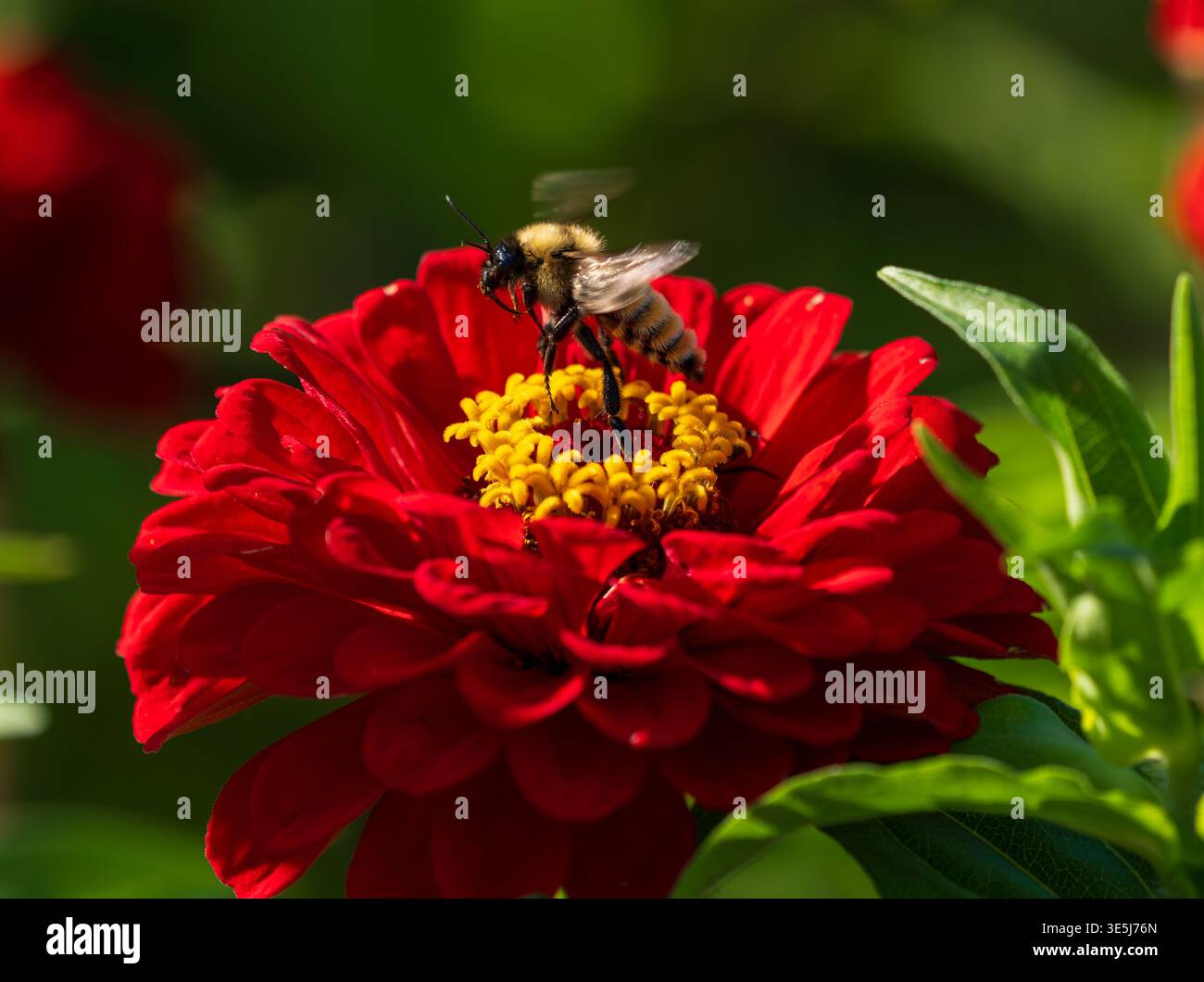 Une fleur de Zinnia rouge vif de belle couleur avec un Bumblebee en son noyau prenant son envol après la pollinisation. Banque D'Images