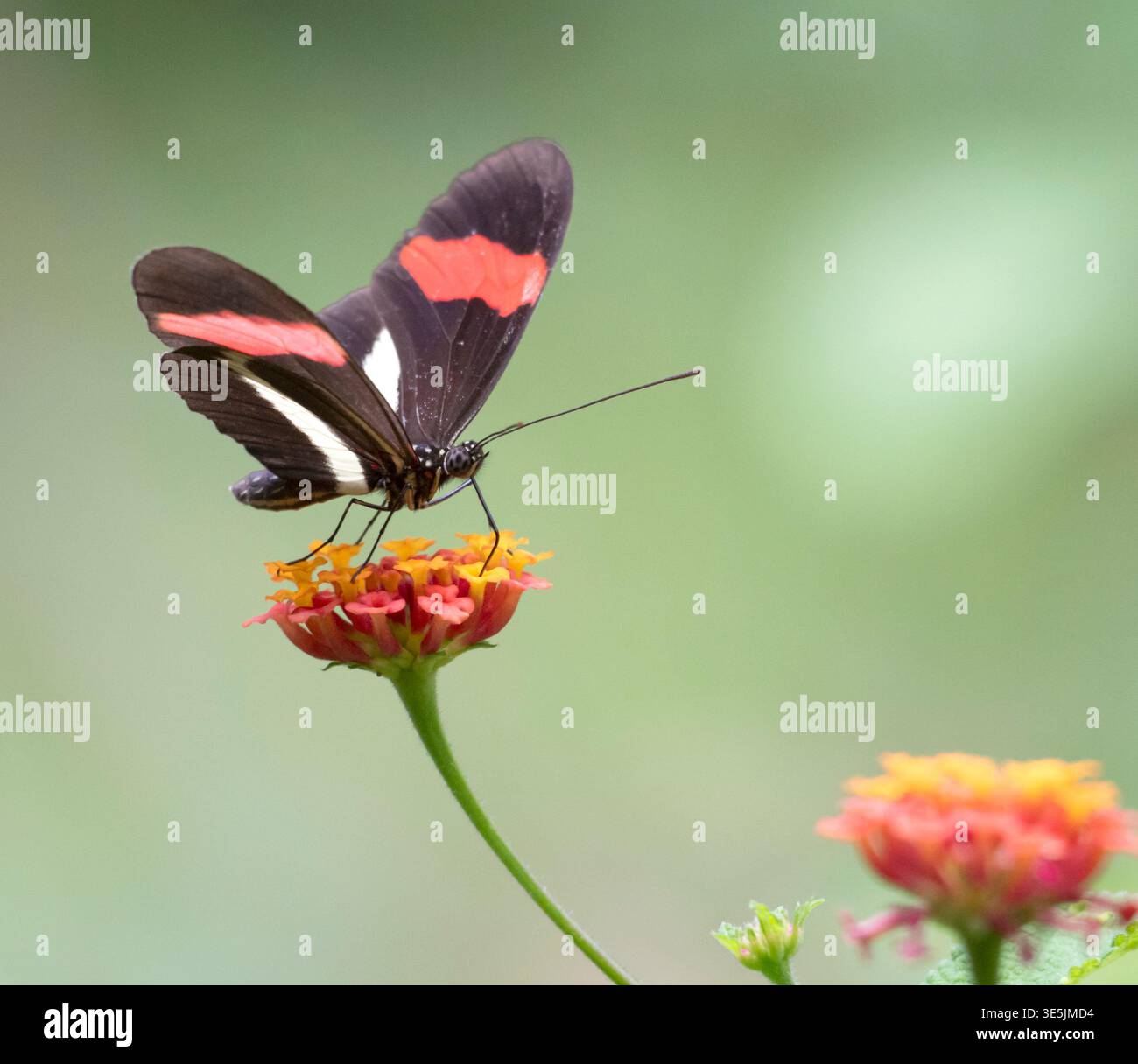 Papillon facteur (Heliconius melpomene) sur des fleurs au Costa Rica, parc national du Corcovado Banque D'Images