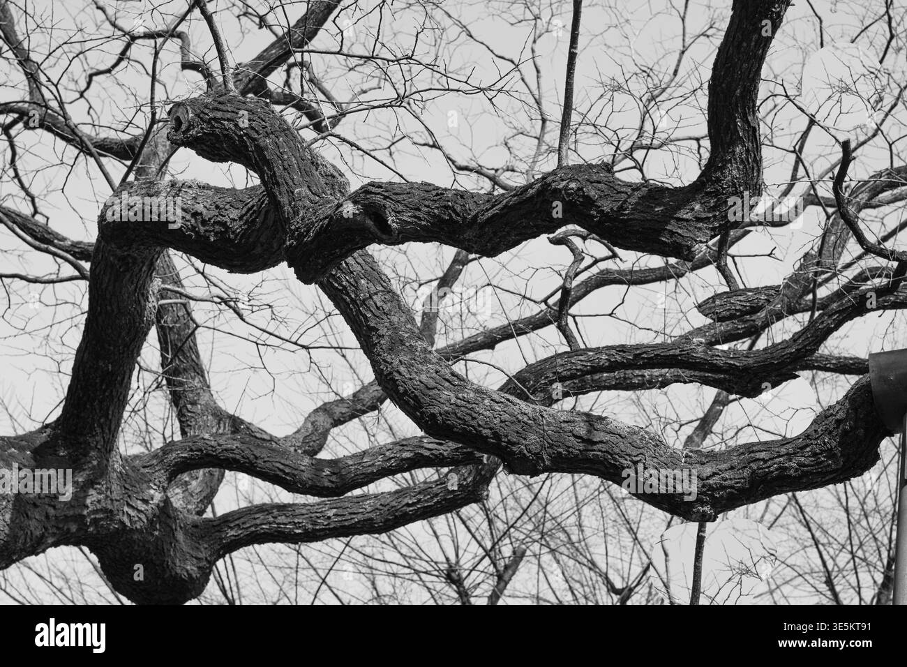 Gros plan de branches d'arbre tordues en noir et blanc. Motif naturel abstrait avec des formes organiques et une texture d'écorce détaillée Banque D'Images