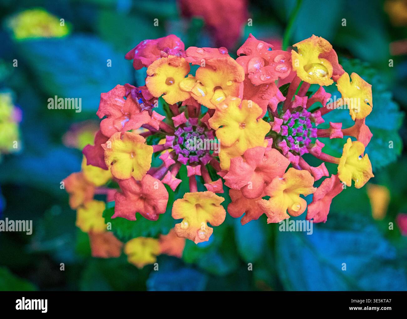 Latnana multicolore fleurissant en été Banque D'Images
