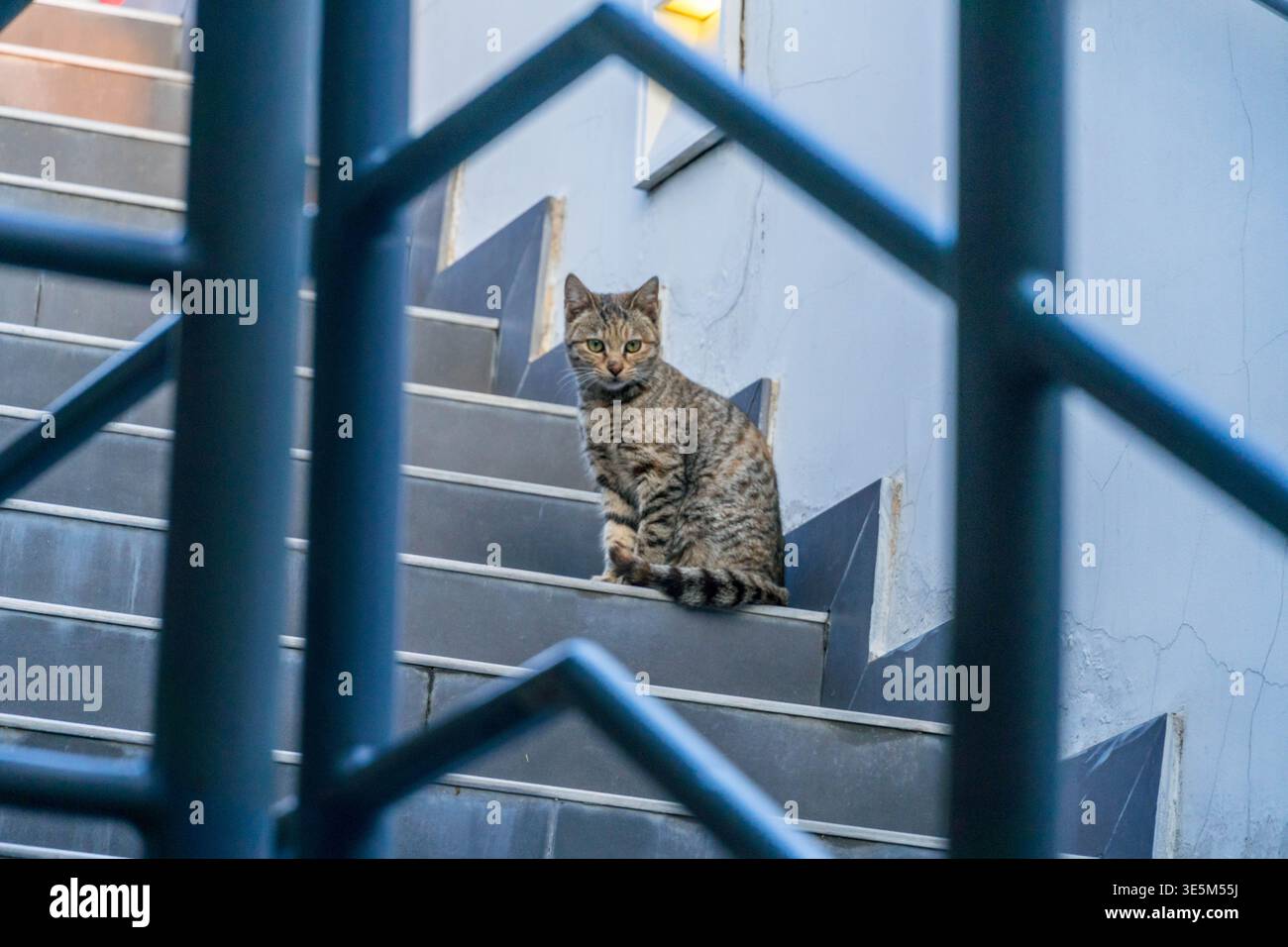 Chat errant sur la rue Doha au Qatar, moyen-Orient. Banque D'Images