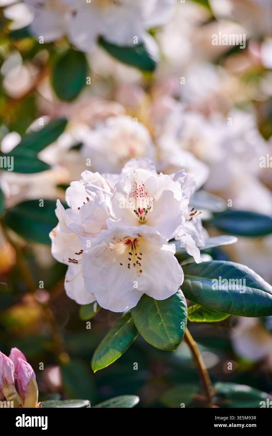 Nature, printemps ou fleurs en parc avec croissance, pollinisateur ou structure de pétales en écologie. Bokeh, groupe ou rhododendron en plein air avec floraison Banque D'Images