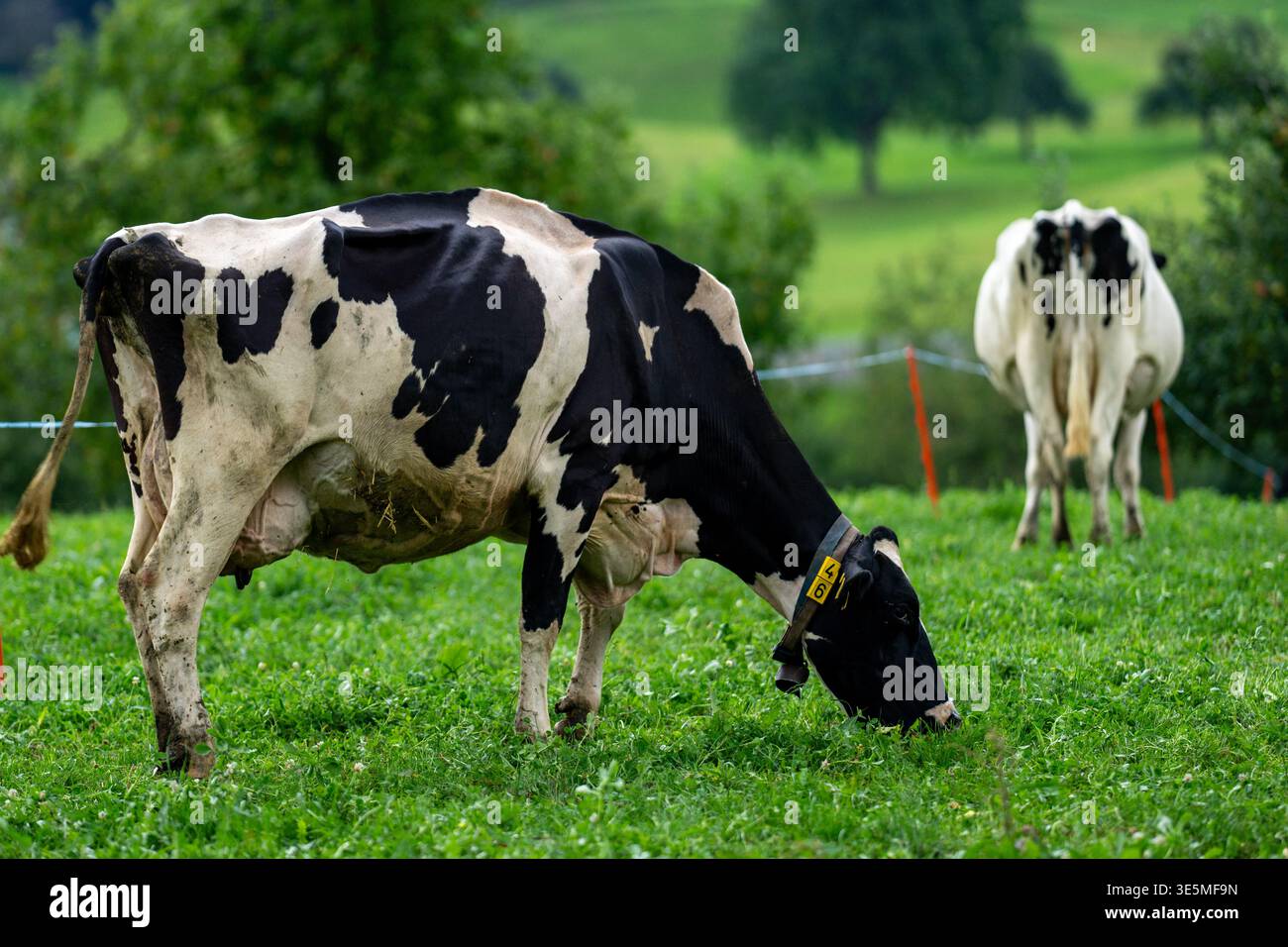 Vache sur un pâturage d'été. Troupeau de vaches en pâturage dans les Alpes. Vaches noires et blanches. Vaches Holstein. Vaches frisonnes britanniques. Vache à pied noire. Holstein Friesian Banque D'Images