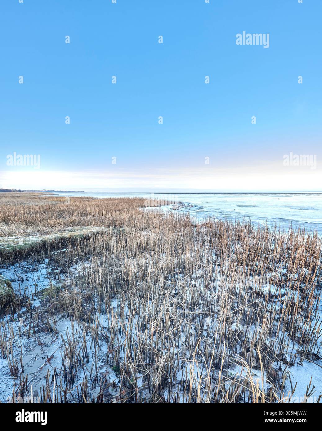 Hiver, eau ou herbe poussant avec la neige dans la nature sauvage de croissance naturelle ou ciel bleu dans la nature. Terre vide, gelée ou environnement froid de l'extérieur Banque D'Images