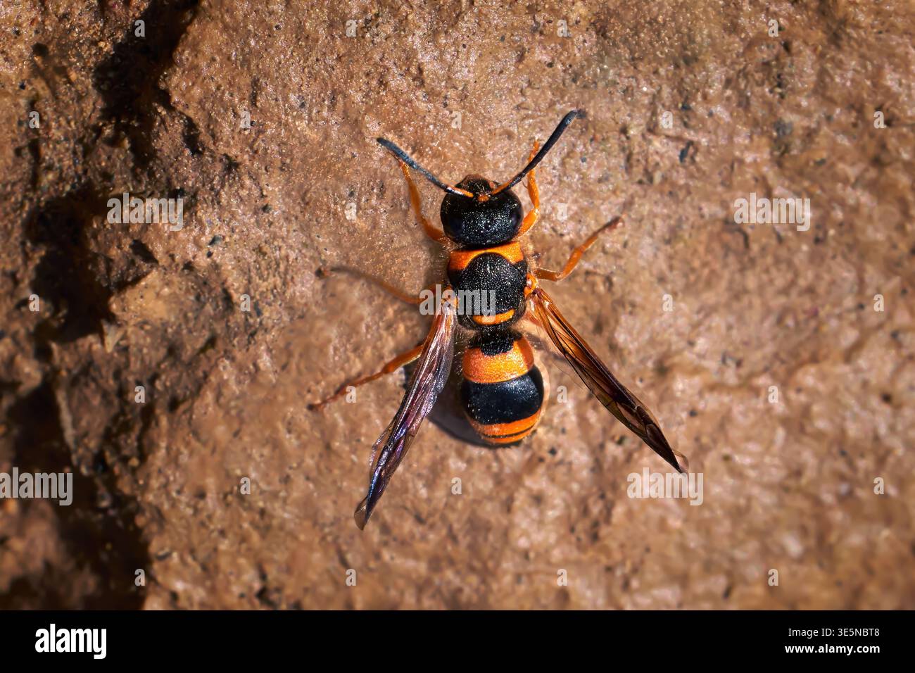 Ancistrocerus kerneri - guêpe de potier solitaire sur roche brune Banque D'Images