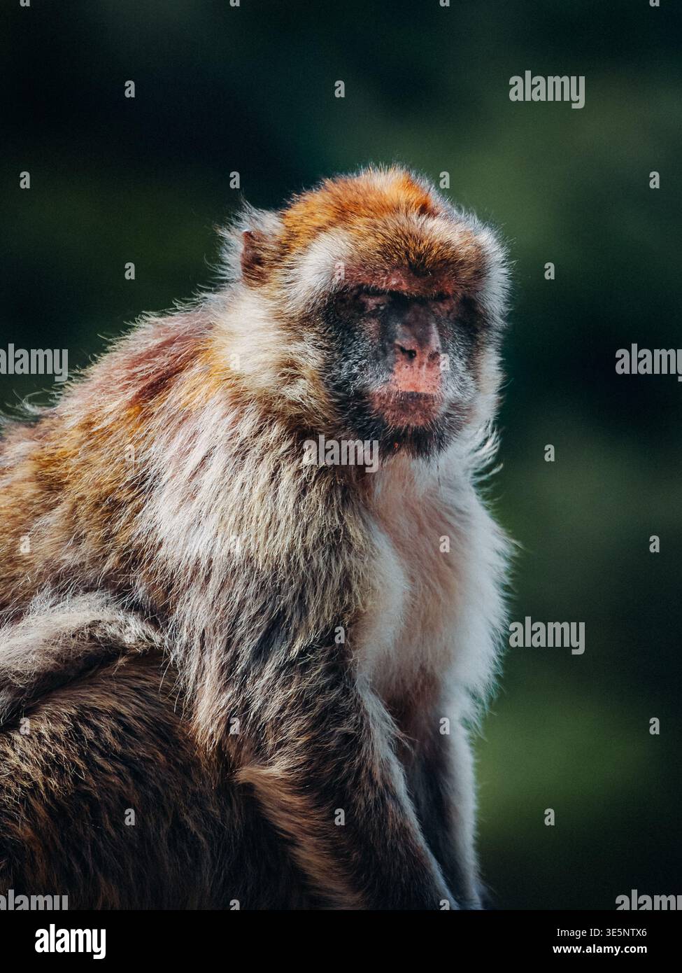 Vue d'un macaque barbaresque avec sa fourrure volante par le vent, perché sur un fond vert foncé, créant un contraste saisissant de textures et de tons, Banque D'Images
