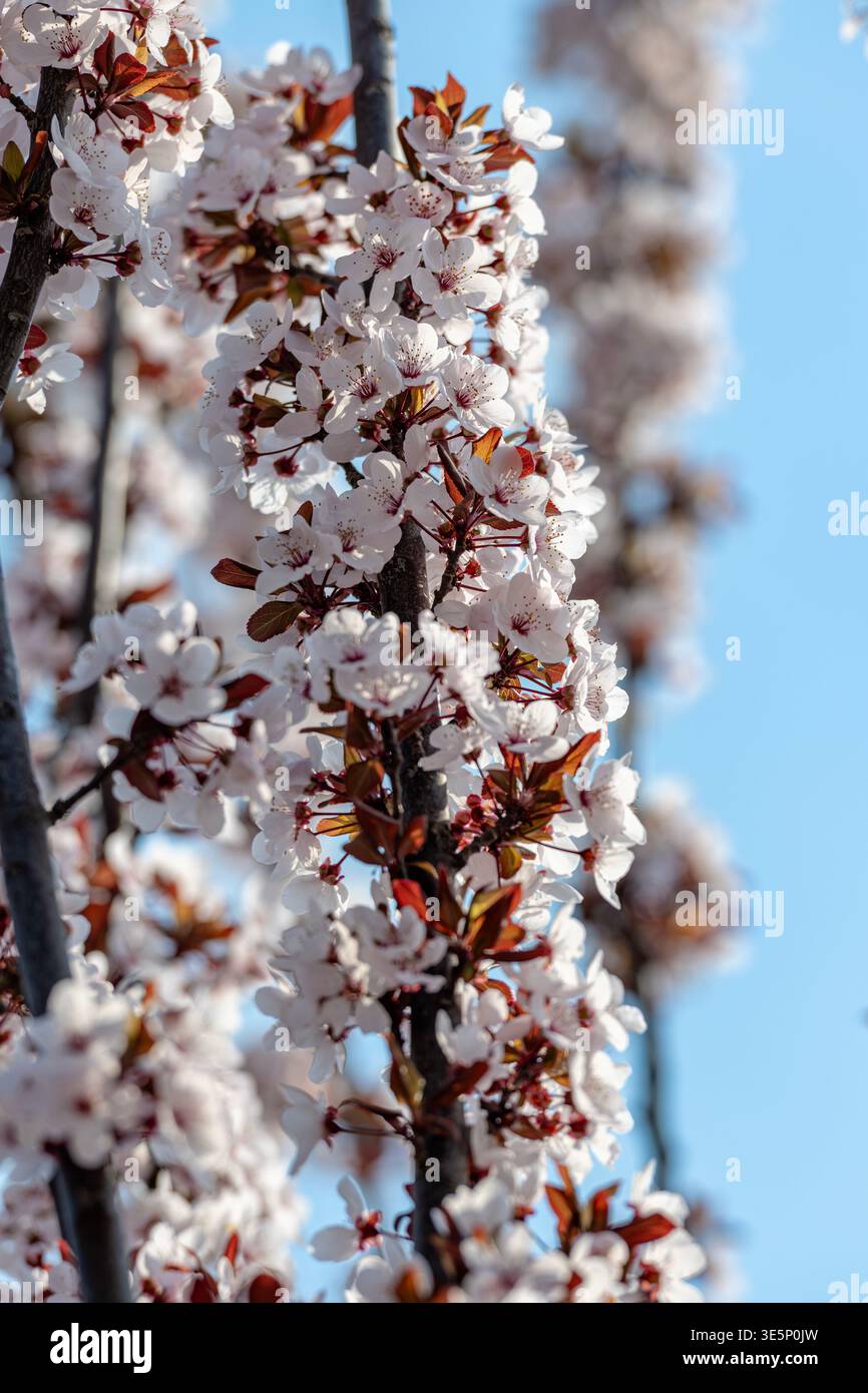 Pékin, Chine - 1er avril 2026 : gros plan de belles fleurs de prunes à feuilles violettes avec des feuilles rougeâtres sur un ciel bleu clair de printemps. Banque D'Images