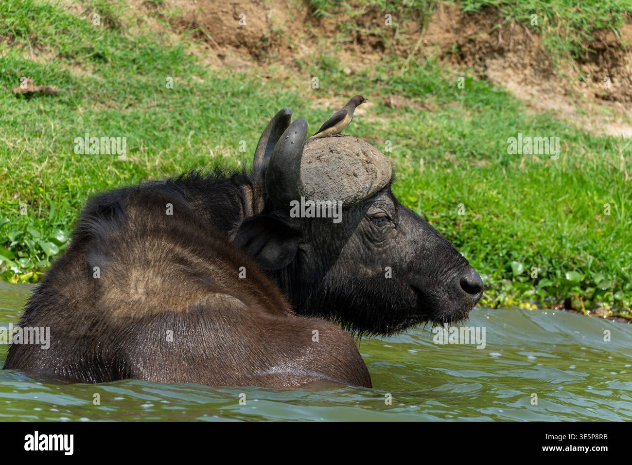 Buffalo dans le canal de Kazinga en Ouganda Banque D'Images