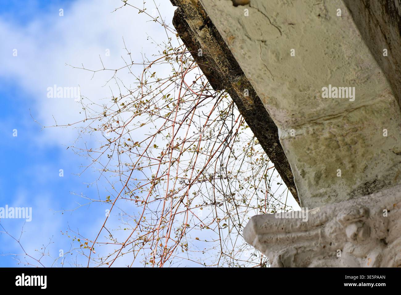 Une plante dépasse du toit d'une vieille maison à Ciego de Ávila, Cuba Banque D'Images