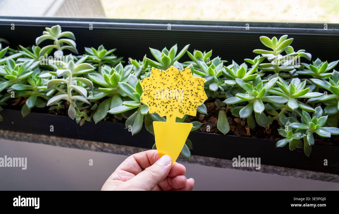 Main tenant un piège collant jaune recouvert de mouches de champignon mouche dans un intérieur de maison, démontrant la lutte contre les parasites des plantes d'intérieur et le soin des plantes d'intérieur. Banque D'Images