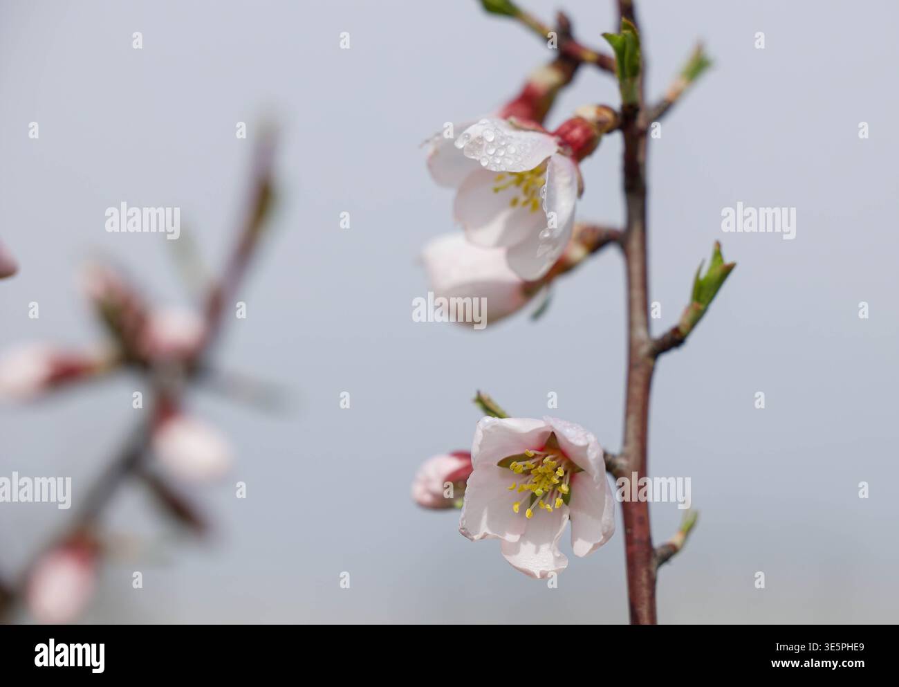 Vue agrandie présentant des grains de pollen et des textures de pétales fines dans des couleurs pastel Banque D'Images