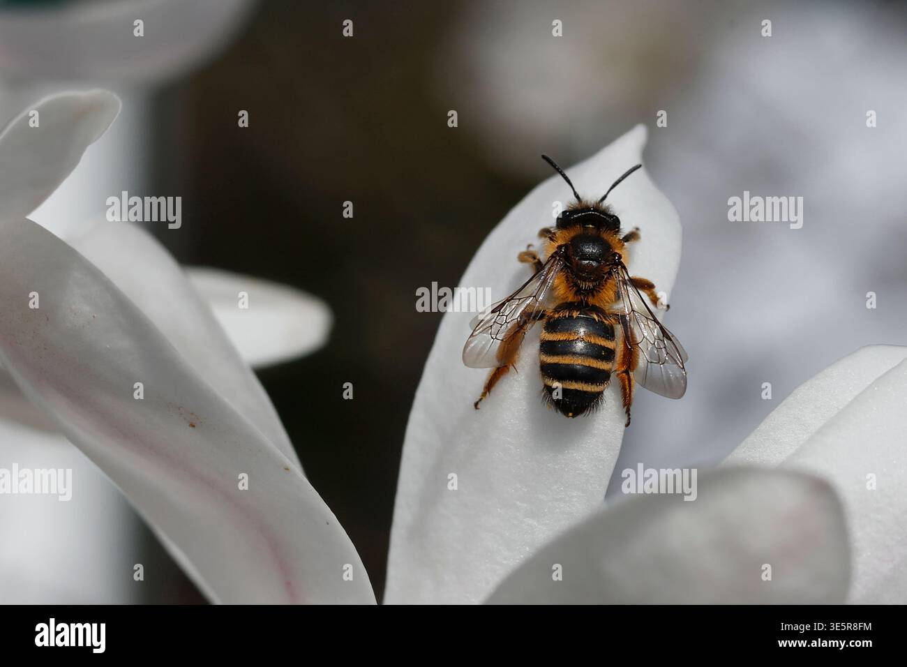 Plan macro d'une abeille minière à pattes jaunes (Andrena flavipes) reposant sur un pétale de fleur de magnolia étoilé blanc. Banque D'Images