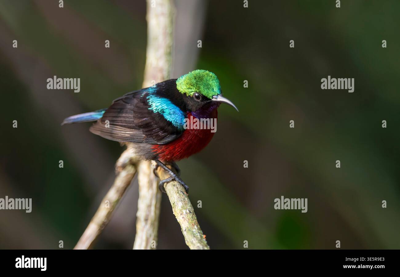 L'oiseau solaire (Leptocoma brasiliana) de Van Hasselt a été repéré à Dosdewa, Khasi Hills, district de Karimganj dans l'Assam, en Inde. Banque D'Images