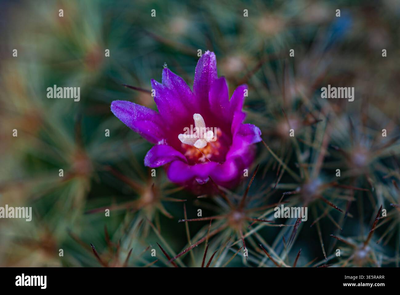 Gros plan extrême d'une fleur de cactus montrant des pétales délicats et une structure centrale. Un flou d'arrière-plan doux améliore le contraste entre la fleur et les s. Banque D'Images