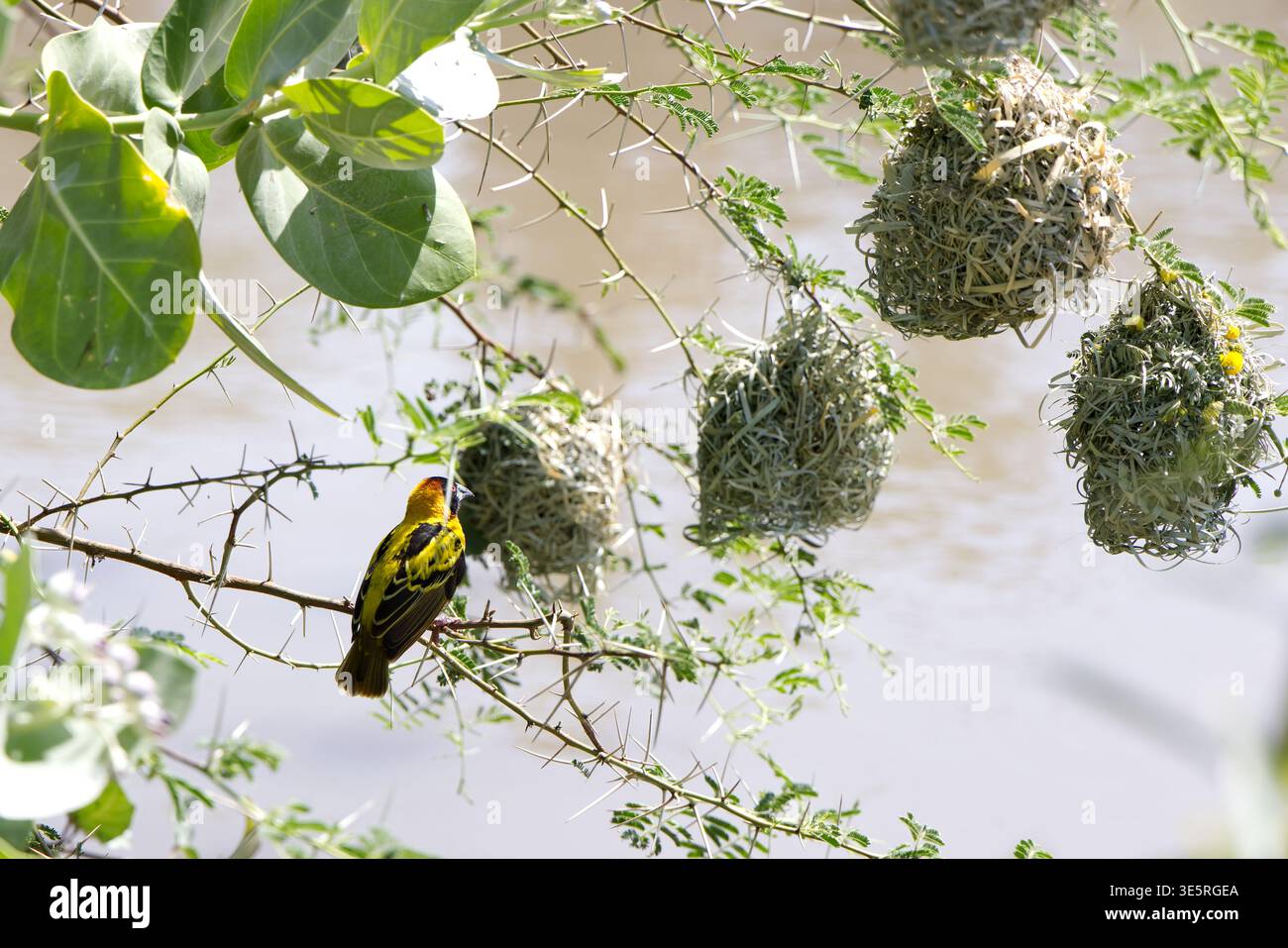 Oiseau tisserand dans la campagne éthiopienne Banque D'Images