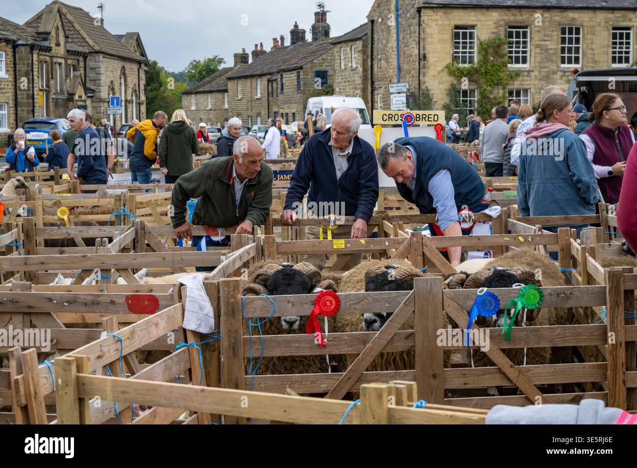 Dalesbred Sheep se tient dans l'enclos après la compétition (animaux de ferme croisés primés, cornes frisées) - Masham Sheep Fair, North Yorkshire, Angleterre, Royaume-Uni. Banque D'Images