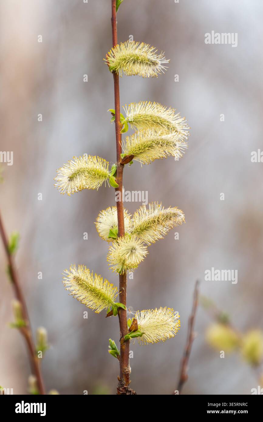 La nature se réveille au printemps. Brindilles de saule en fleurs et chatons de saule à fourrure, appelés phoques ou chats. Dimanche des palmiers. Saule houx, Salix caprea Banque D'Images