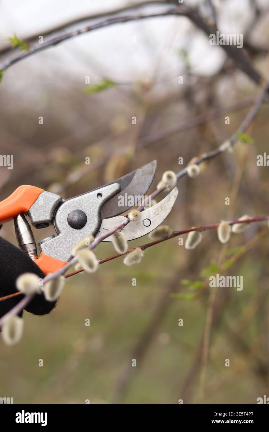 Gros plan des mains dans des gants de protection à l'aide d'un sécateur pour tailler les branches de saule avec des bourgeons moelleux. Concept de jardinage, travail de printemps, soin des plantes Banque D'Images