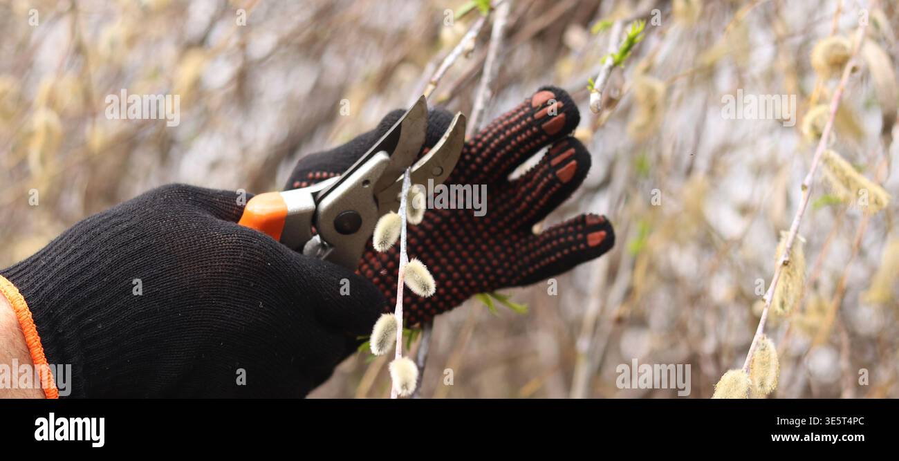 Gros plan des mains dans des gants de protection à l'aide d'un sécateur pour tailler les branches de saule avec des bourgeons moelleux. Concept de jardinage, travail de printemps, soin des plantes Banque D'Images