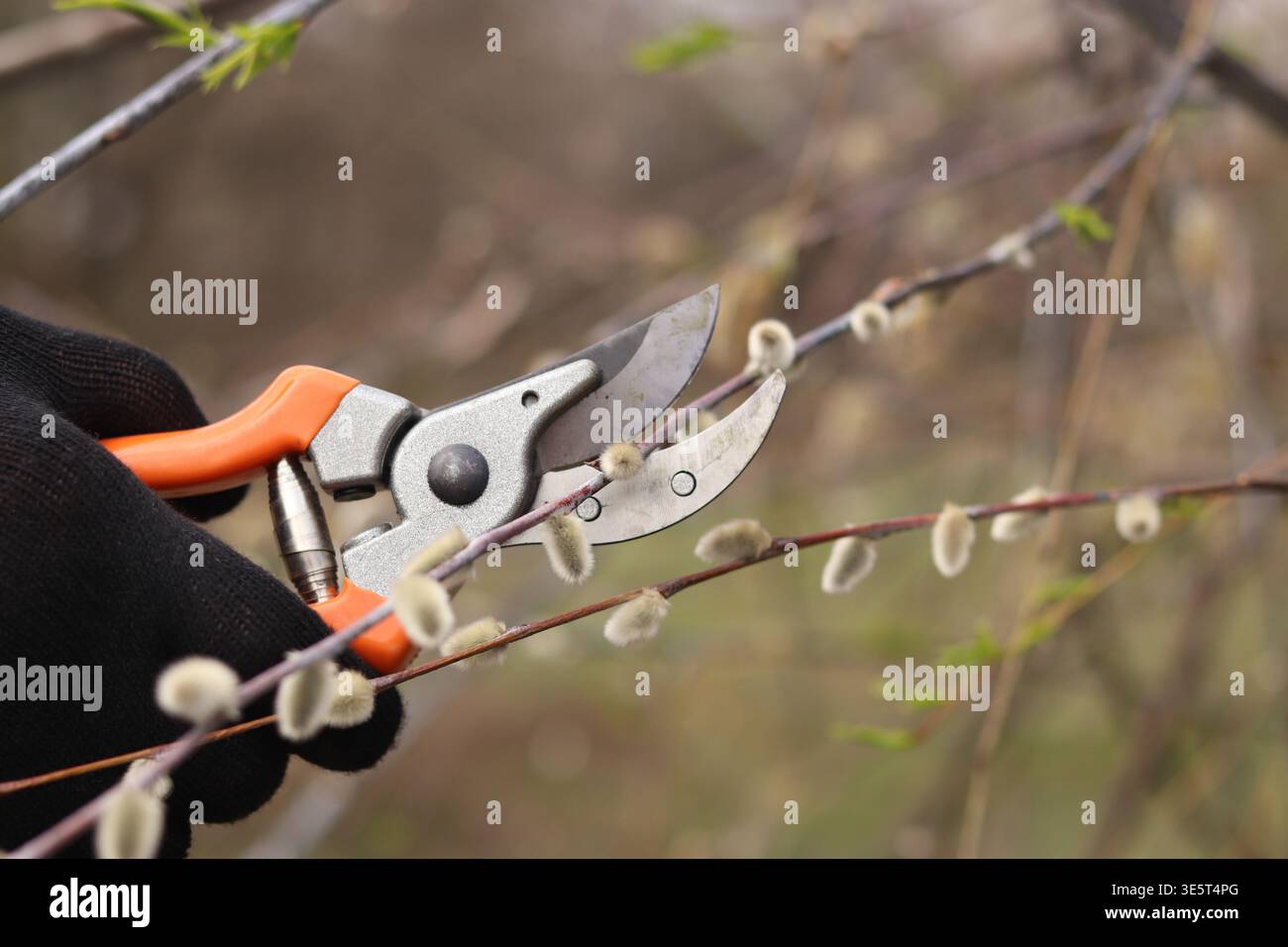 Gros plan des mains dans des gants de protection à l'aide d'un sécateur pour tailler les branches de saule avec des bourgeons moelleux. Concept de jardinage, travail de printemps, soin des plantes Banque D'Images
