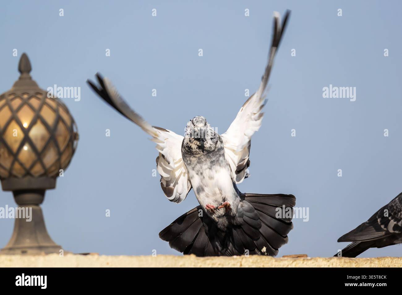 Pigeon sauvage (Columba Livia domestica) prenant son envol depuis un toit de bâtiment orné à Dubaï, Émirats arabes Unis Banque D'Images