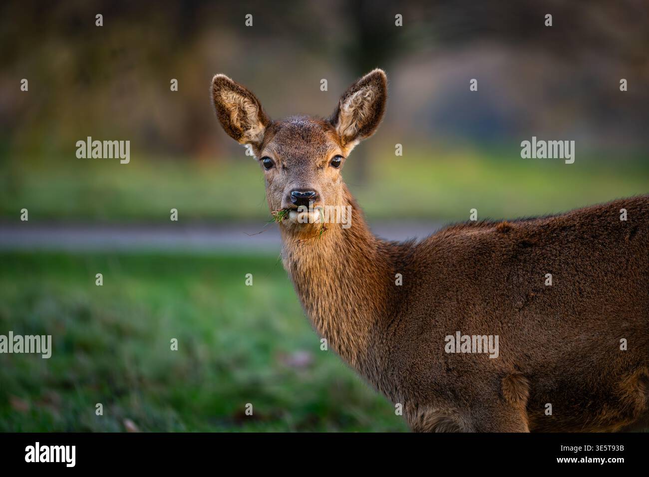 Red Deer Hind Portrait pris au Studley Royal Deer Park, Yorkshire, Angleterre en décembre 2025. Image RAW modifiée à l'aide d'Adobe Lightroom Banque D'Images