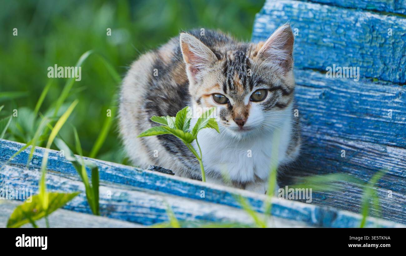 Chaton curieux découvrant la nature, sentant la plante verte près de vieilles planches de bois bleu Banque D'Images