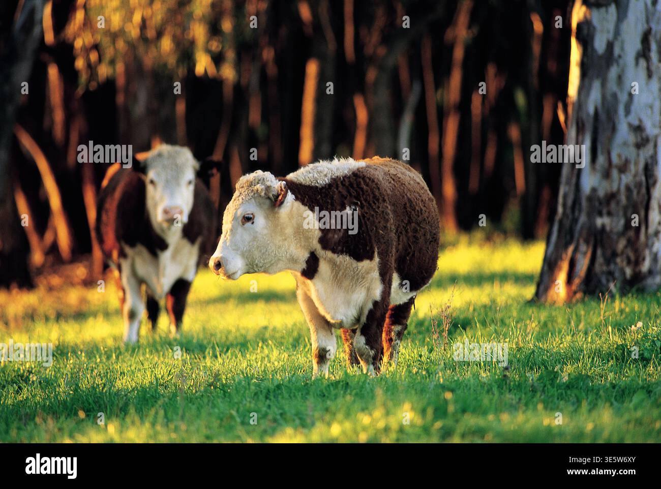 Bétail Hereford pâturant sur la côte nord de la Nouvelle-Galles du Sud, Australie. Banque D'Images