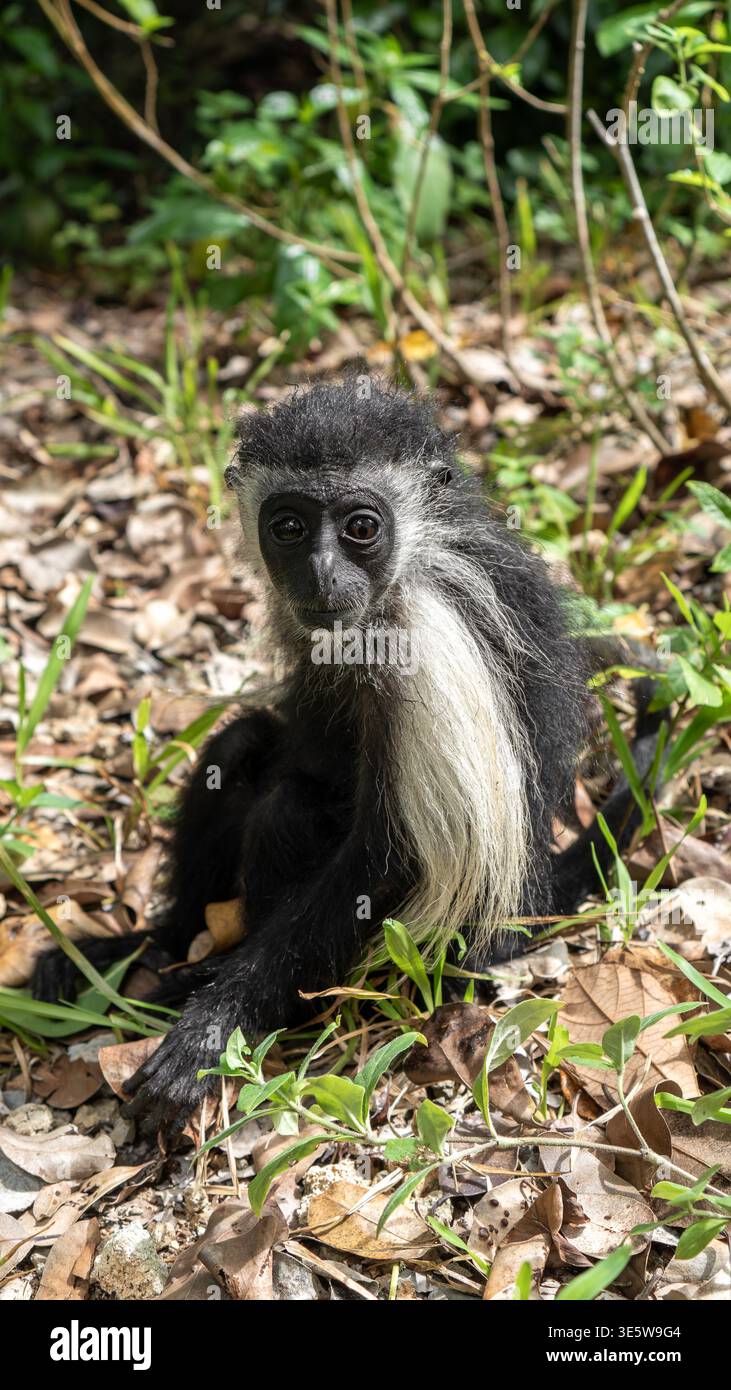 Gros plan détaillé d'un singe colobus noir et blanc mettant en évidence les traits du visage et la fourrure texturée dans la nature Banque D'Images