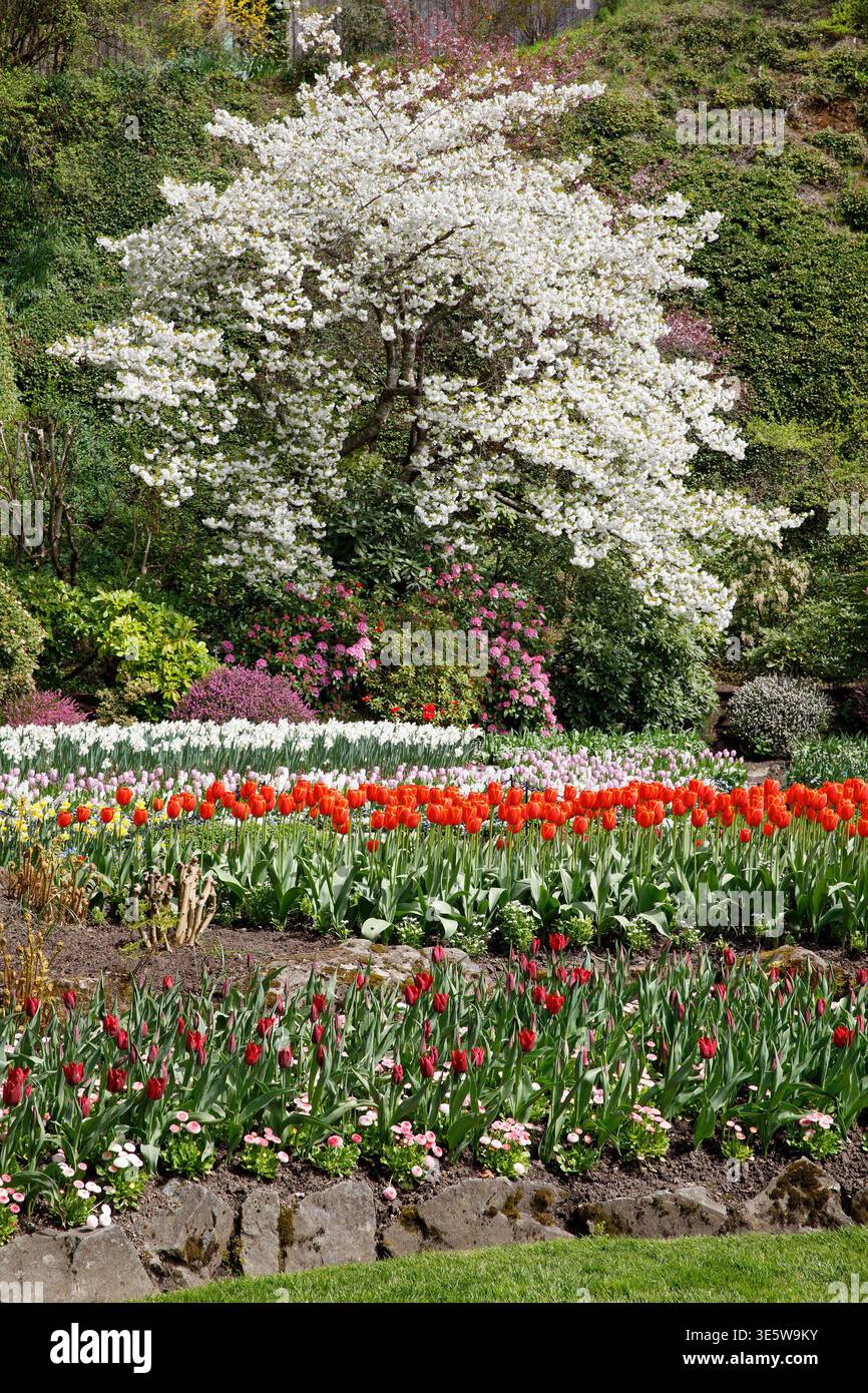 Exposition florale printanière dans le jardin Sunken, Butchart Gardens, île de Vancouver, Colombie-Britannique, Canada Banque D'Images