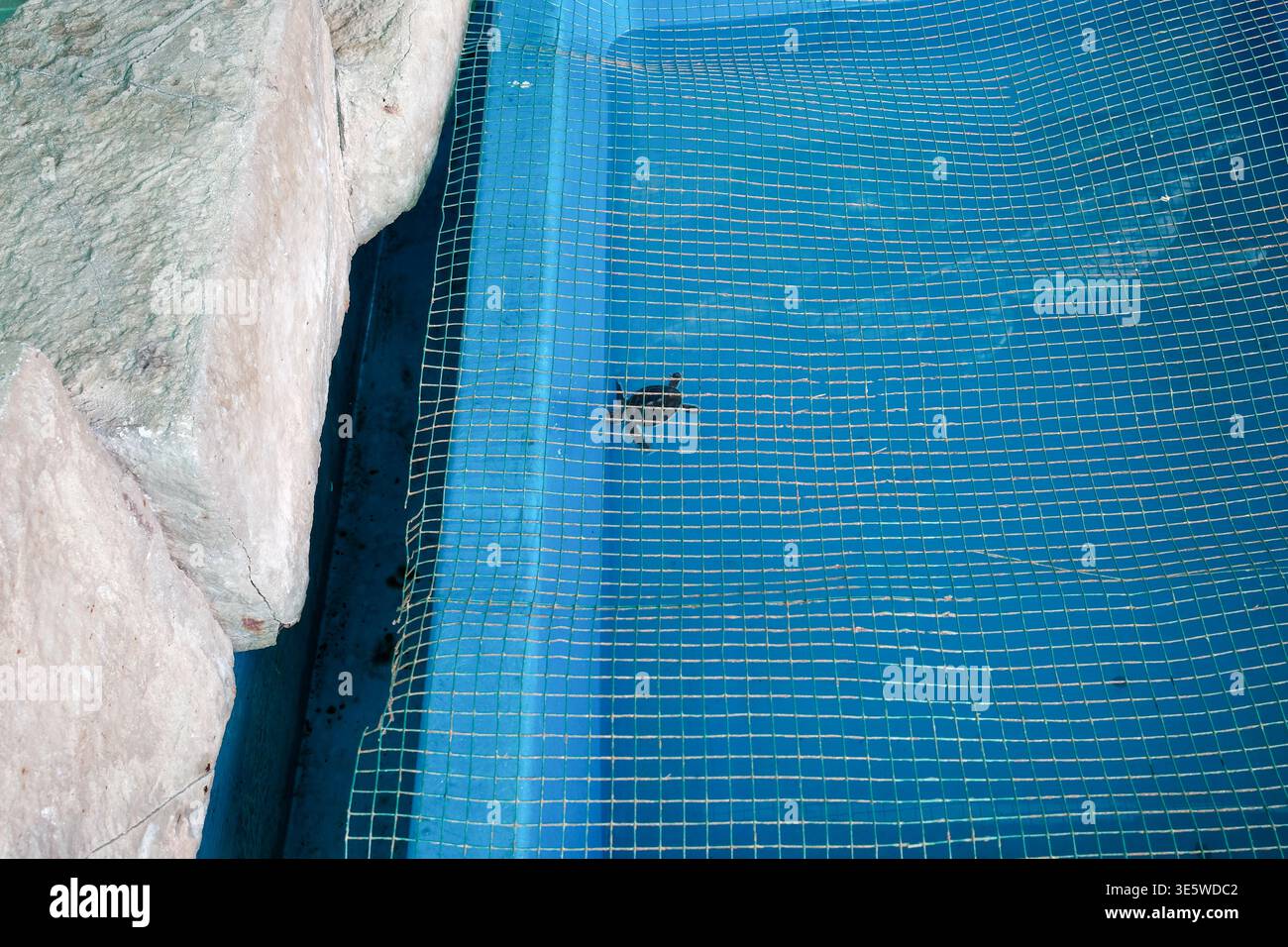 Filet bleu au bord de la piscine à côté du bord en pierre. Les gouttelettes d'eau adhèrent à la surface à maillage fin. La doublure de piscine montre un motif de grille et de légères ondulations. Bord de filet cur Banque D'Images