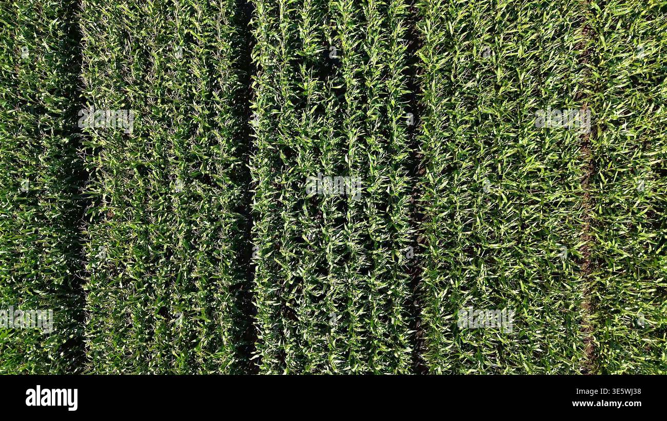 Vue aérienne des rangées de maïs vert. Vue en drone de haut en bas des rangées de maïs luxuriantes formant un modèle agricole soigné à travers un champ d'été sain. Banque D'Images