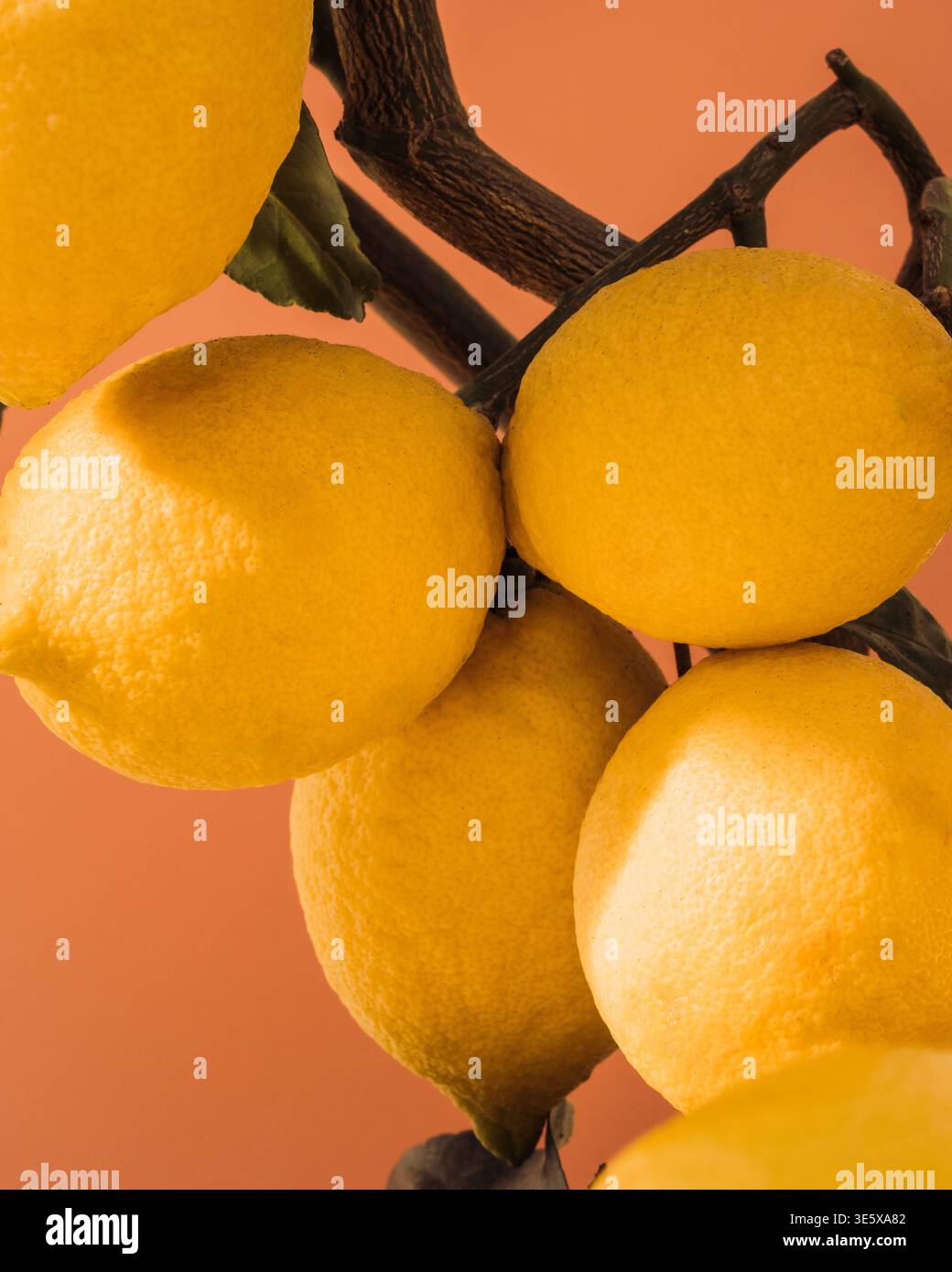 gros plan de citrons sur un citronnier photographié dans un studio Banque D'Images