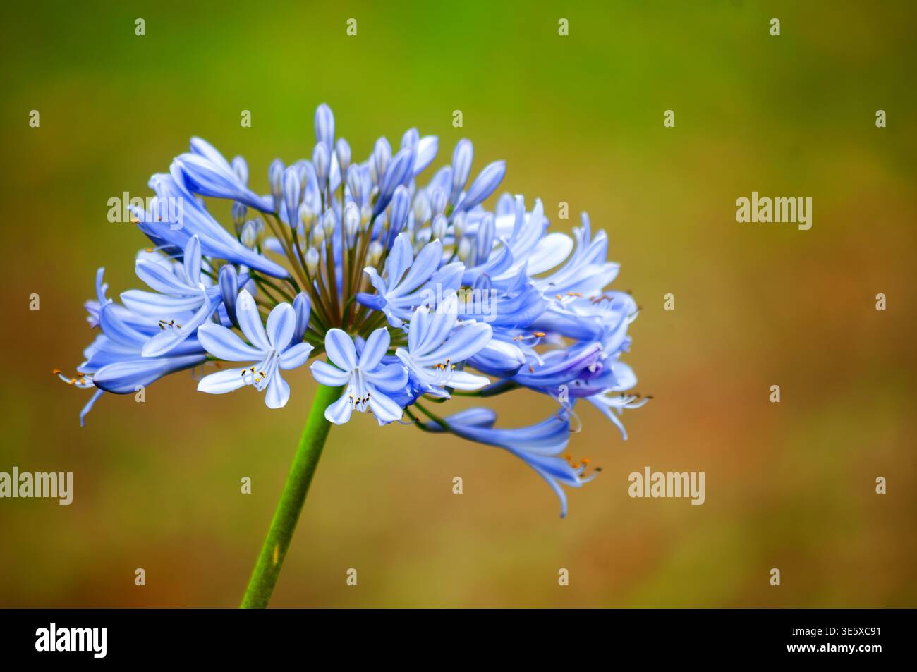 Gros plan de fleur d'agapanthus bleue en fleurs Banque D'Images