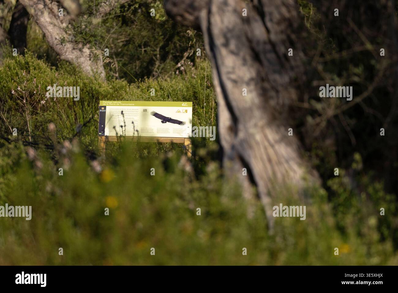Vulture noire, Aegypius monachus, signe, Paratge Natural de la Serra de Tramuntana, Majorque, Espagne. Banque D'Images