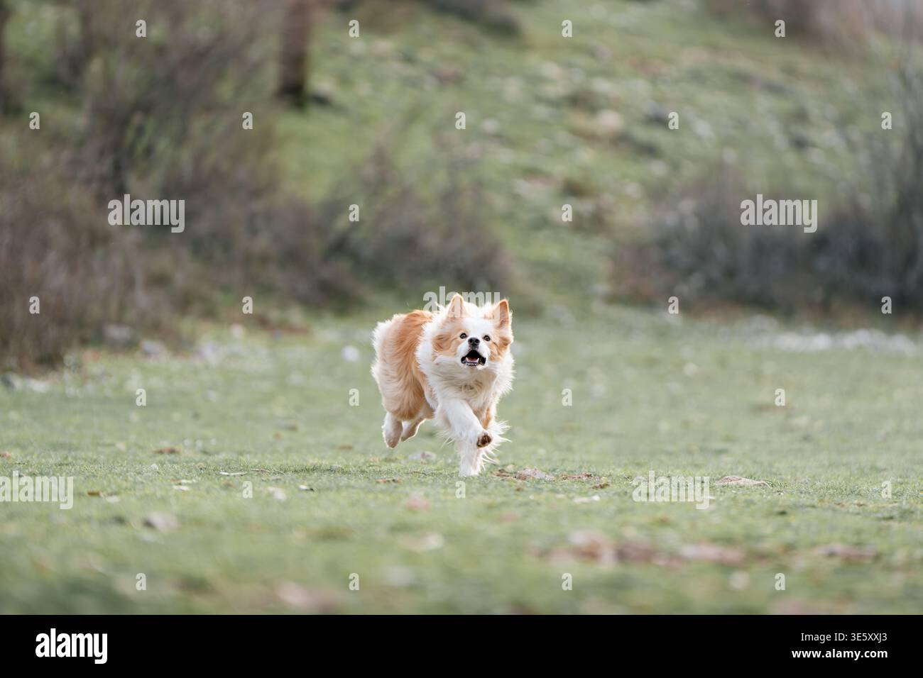 Border Collie courant vers Camera in Meadow : Border Collie ludique approche à travers un champ herbeux. Banque D'Images