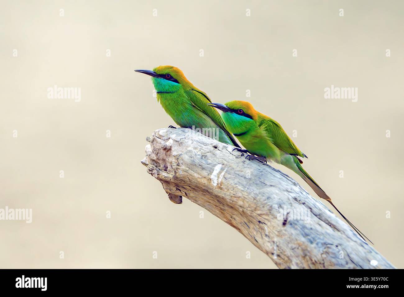 Couple de mangeurs d'abeilles vertes (Merops orientalis) du parc national Jim Corbett, Uttharakhand, nord de l'Inde. Banque D'Images