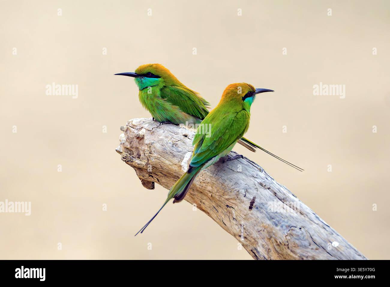Couple de mangeurs d'abeilles vertes (Merops orientalis) du parc national Jim Corbett, Uttharakhand, nord de l'Inde. Banque D'Images