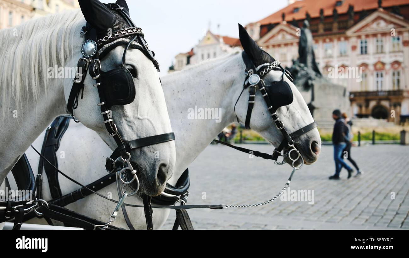 Belle paire de chevaux attelée à Une voiture touristique pour Une balade touristique Banque D'Images