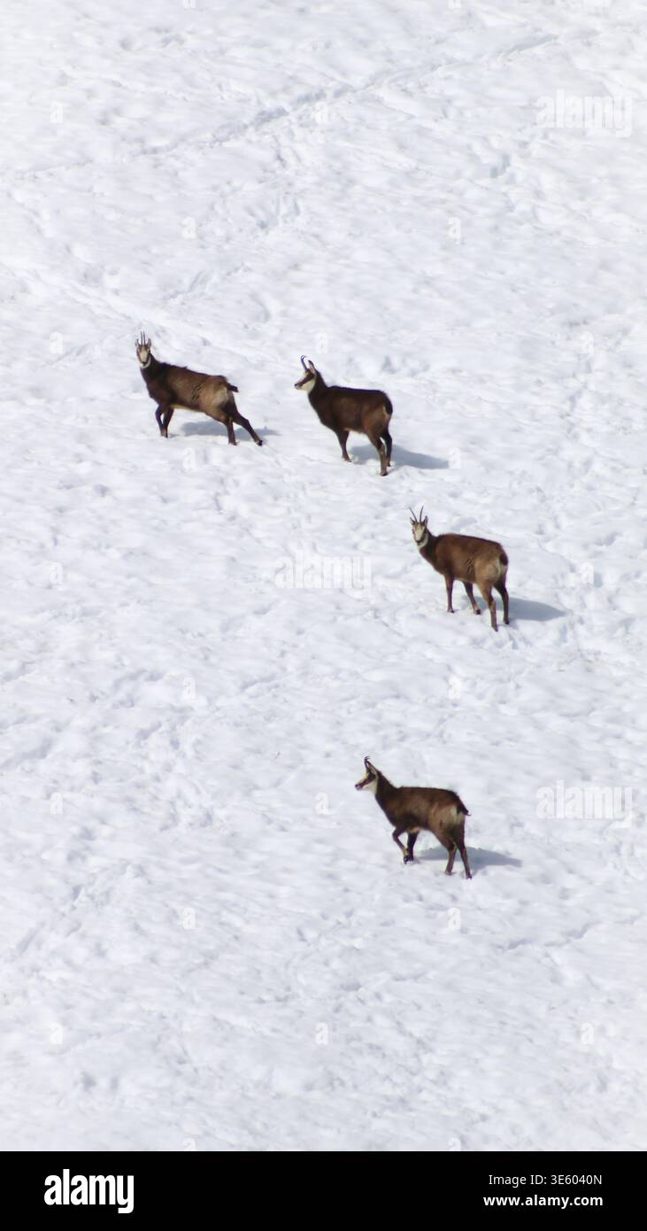 Vue d'un groupe de chamois se dressant contre la vaste étendue de neige, leurs manteaux sombres contrastent frappant avec le paysage blanc et lumineux, Crozet, Banque D'Images