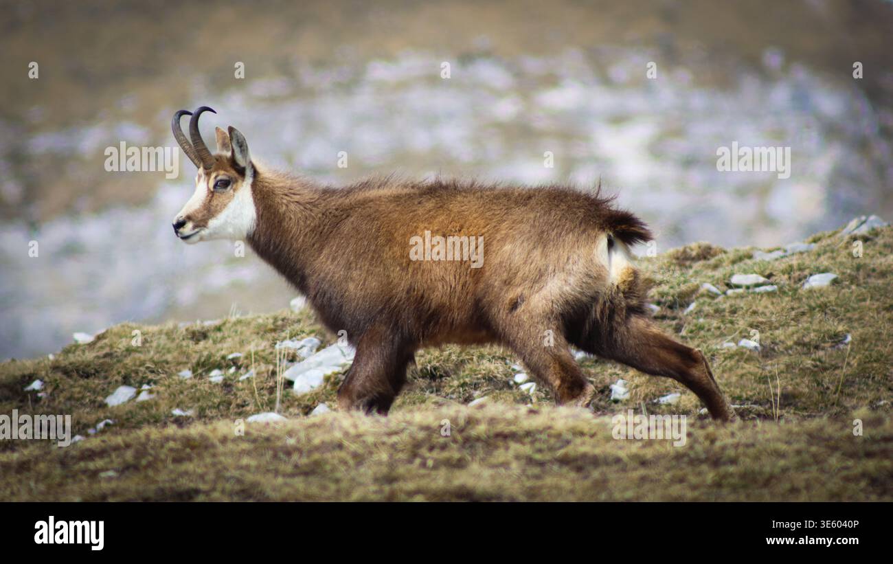 Vue d'un chamois qui s'envole gracieusement sur un terrain accidenté et herbeux, son pelage est un mélange de bruns et de noirs terreux sur le fond discret de Croze Banque D'Images