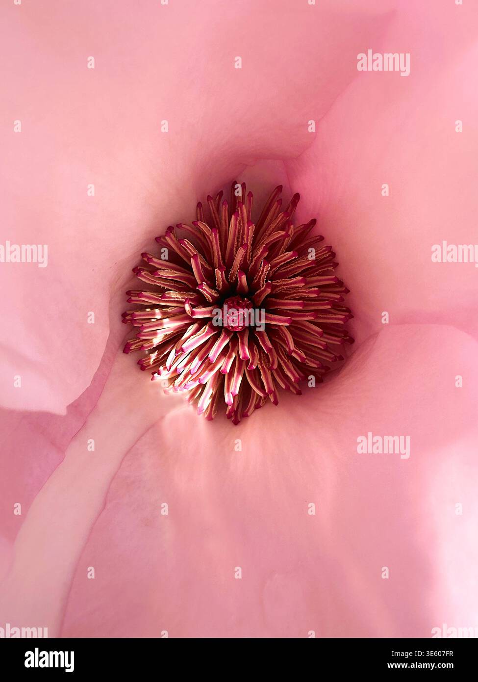 Gros plan du centre d'une fleur de magnolia rose. Banque D'Images